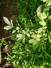 Agrimonia pubescens