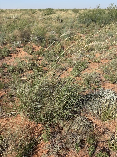 mesa dropseed
