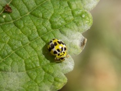 Psyllobora variegata