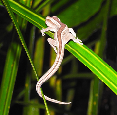 Toropuku inexpectatus