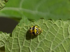 Psyllobora variegata