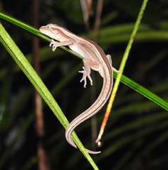 Toropuku inexpectatus