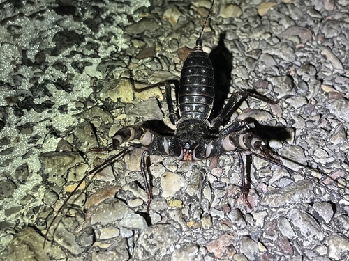 Giant Vinegaroon
