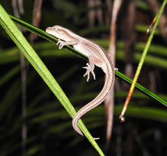 Toropuku inexpectatus