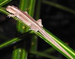 Toropuku inexpectatus