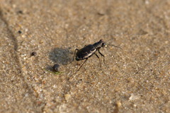 Cicindela repanda repanda