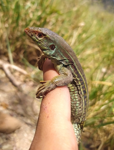 Mato trompa roja, Ameiva provitaae