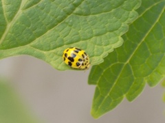 Psyllobora variegata