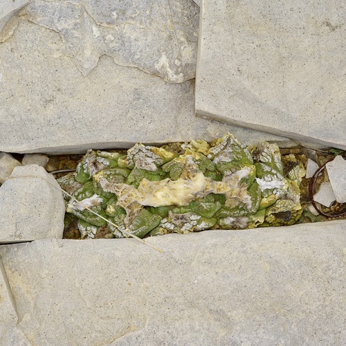 Ariocarpus fissuratus fissuratus