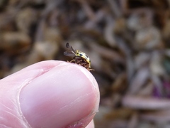 Psyllobora variegata