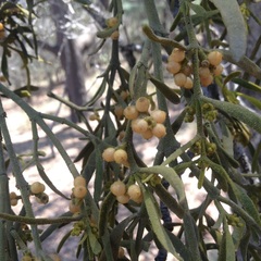 Phoradendron galeottii