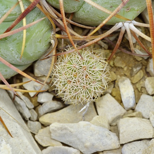 Warnock's Cactus