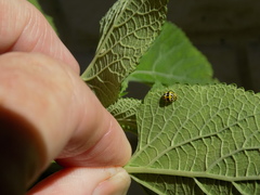 Psyllobora variegata
