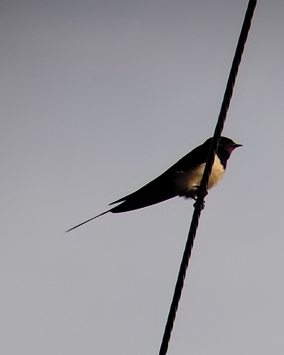 Barn Swallow