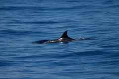 Steno bredanensis