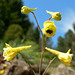 Golden Larkspur - Photo (c) Stan Shebs, some rights reserved (CC BY-SA)