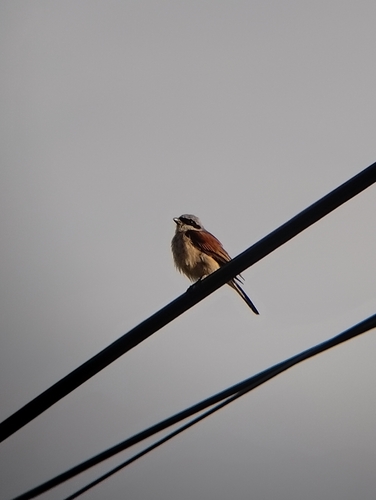 Red-backed Shrike