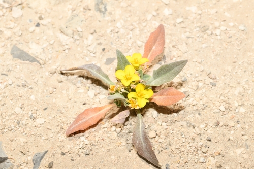 Fendler's bladderpod