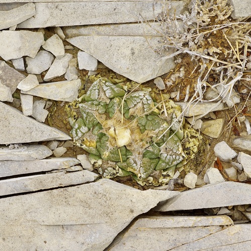 Ariocarpus fissuratus fissuratus