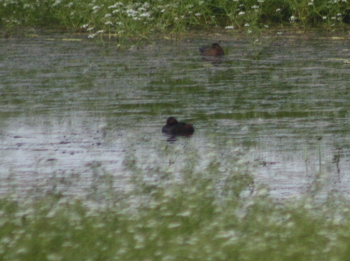 iNaturalist image