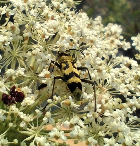 Grape Wood Borer