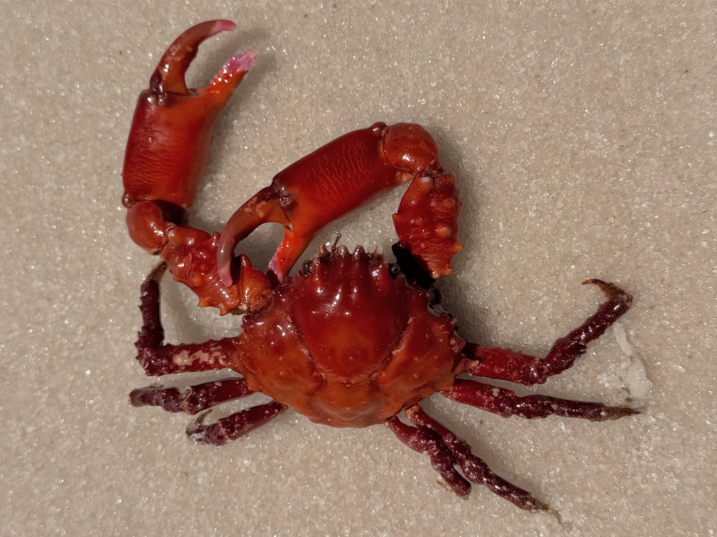 shaggy clinging crab