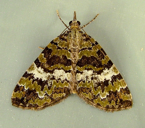 Hydriomena speciosata (Packard, 1873)