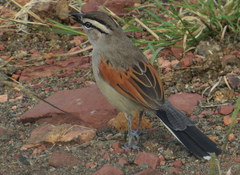 Tchagra australis