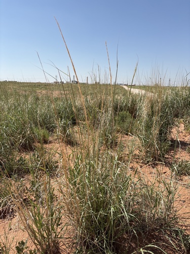 Spike Dropseed