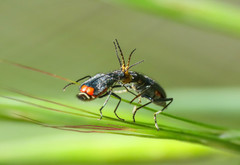 Malachius australis