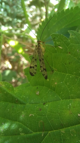 German Scorpionfly, 2993 CB Barendrecht, Nederland, photo 10 of 10
