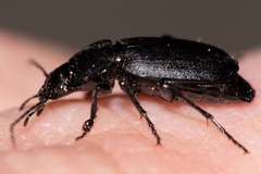 Licinus
