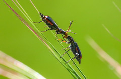 Malachius australis