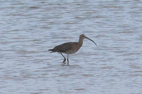 iNaturalist image