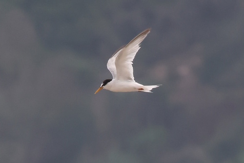 iNaturalist image