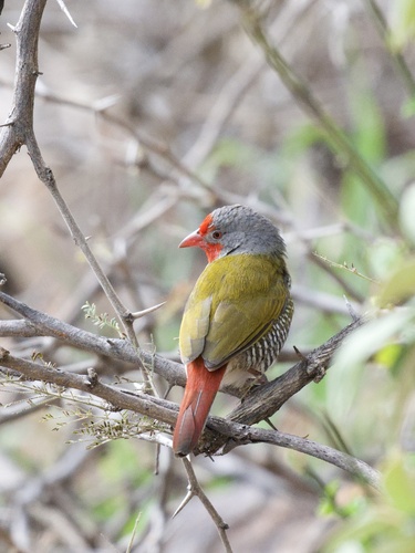Green-winged Pytilia