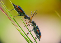 Malachius australis