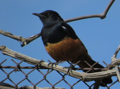 Thamnolaea cinnamomeiventris