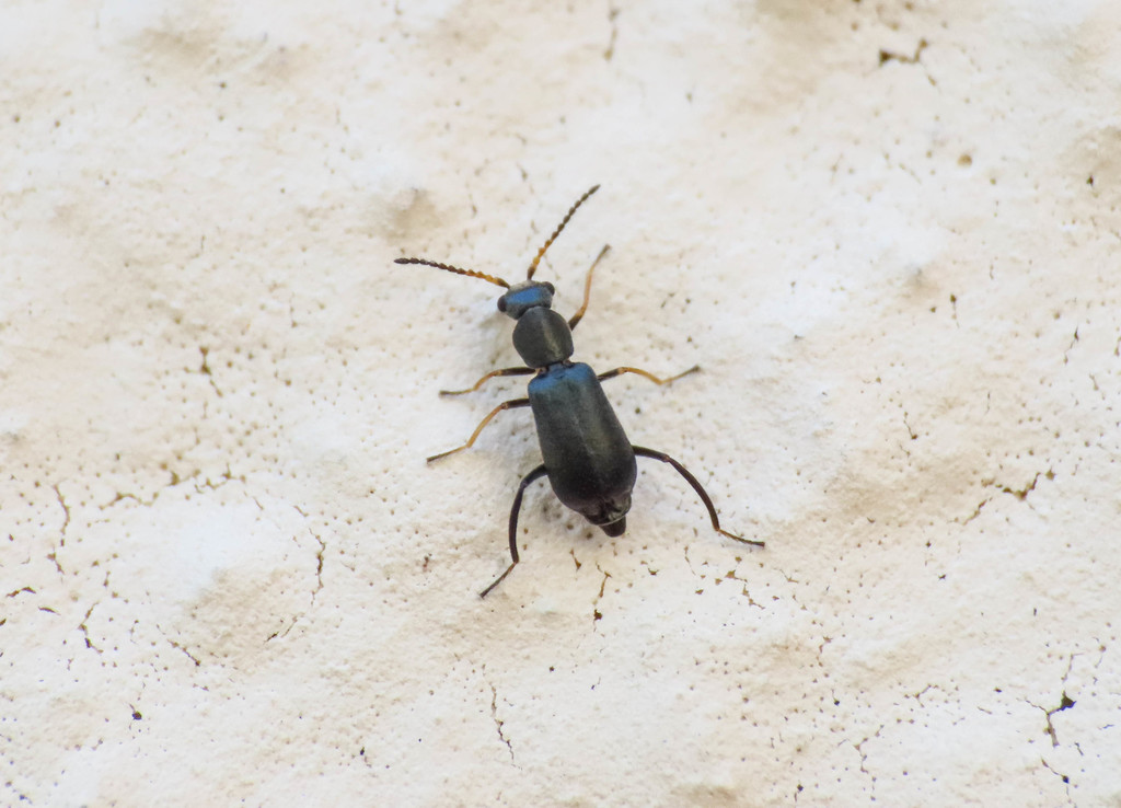 Charopus pallipes