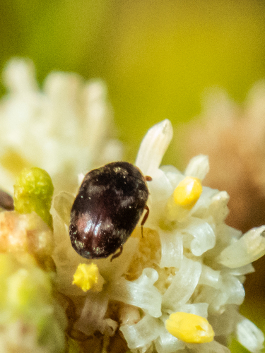 Cryptorhopalum quadripunctatum