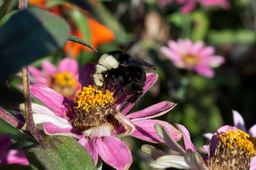 Fog-belt Bumble Bee photo 3