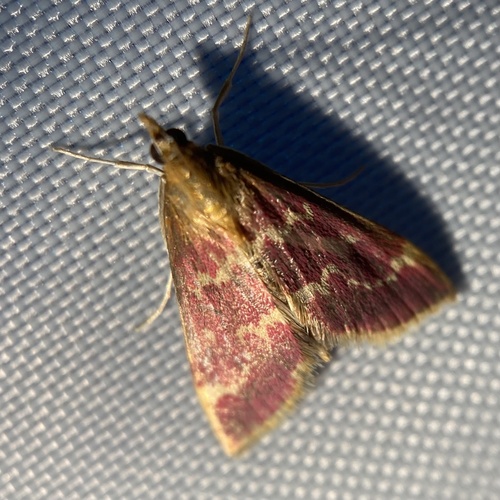 Raspberry Pyrausta Moth photo 3