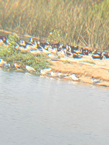 iNaturalist observation photo of Caspian Tern