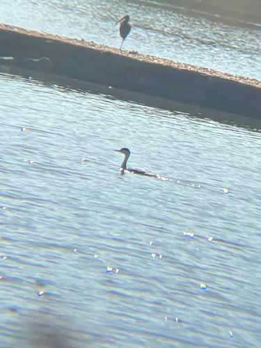 iNaturalist observation photo of Clark's Grebe