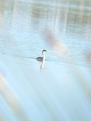 iNaturalist observation photo of Western Grebe