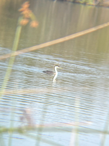 iNaturalist observation photo of Western Grebe