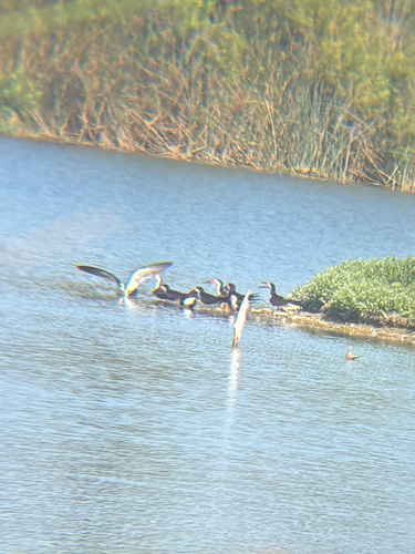 iNaturalist observation photo of Black Skimmer