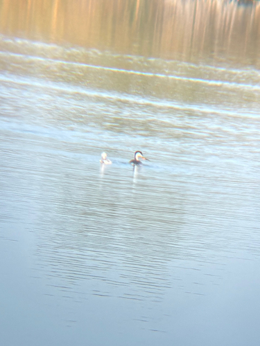 iNaturalist observation photo of Clark's Grebe