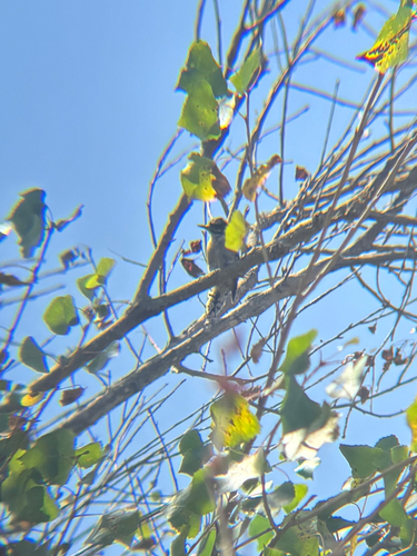 iNaturalist observation photo of Downy Woodpecker
