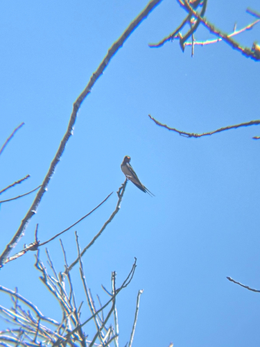 iNaturalist observation photo of Barn Swallow